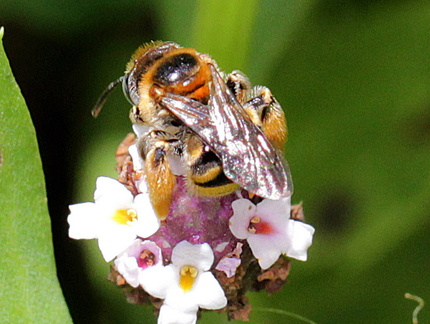 	Exomalopsis similis	