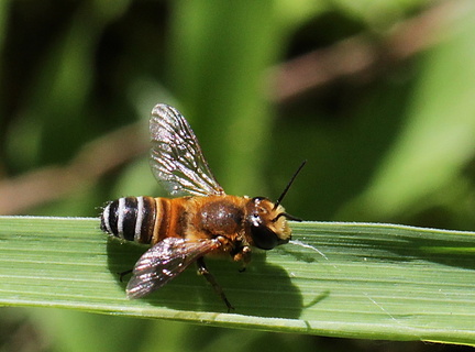 	Megachile lanata	