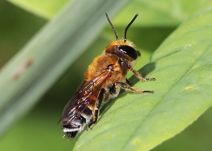 	Megachile lanata	