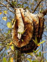 	Apis mellifera