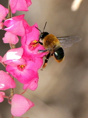 	Centris versicolor	