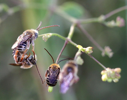 	Melissodes martinicensis