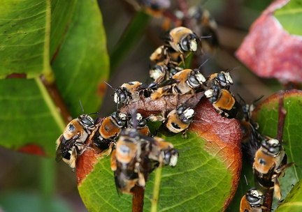 	Centris decolorata