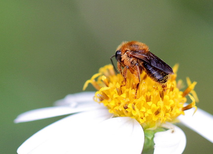 	Melipona variegatipes	