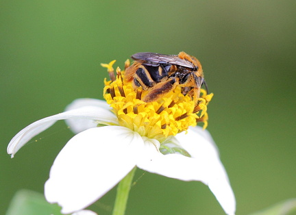 	Melissodes trifasciatus