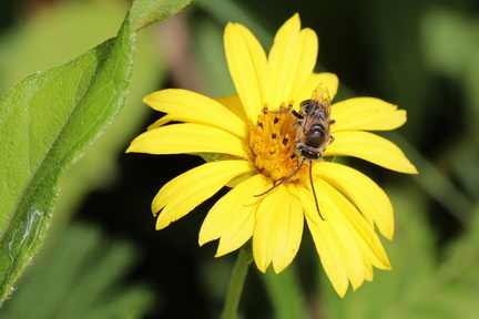 	Melissodes martinicensis