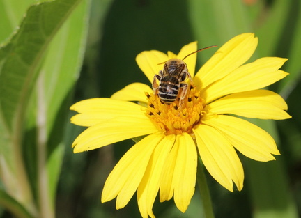 	Melissodes martinicensis	