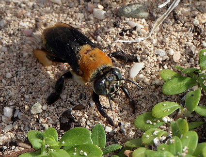 	Centris decolorata	