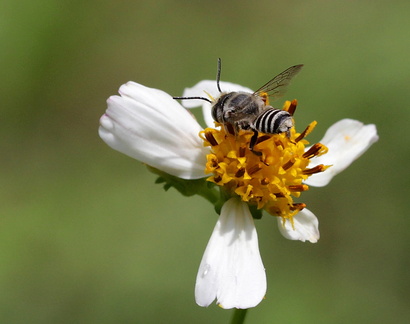 	Megachile concinna	