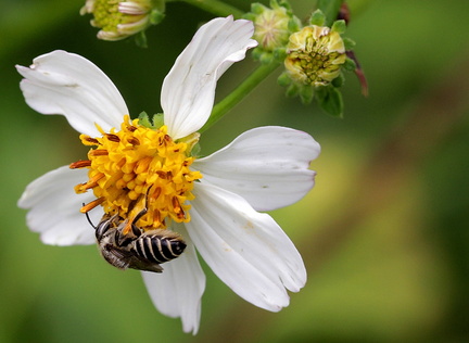 	Megachile concinna	