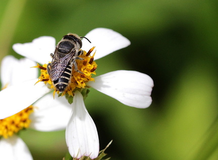 	Megachile concinna	