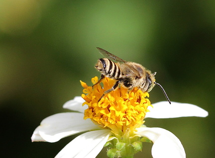 	Megachile concinna	