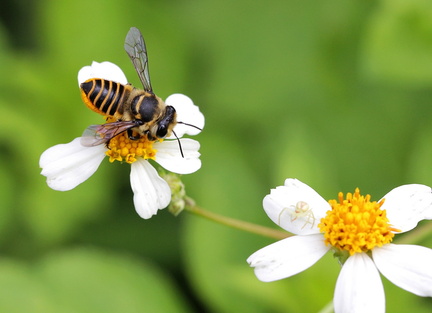 	Megachile vitraci	