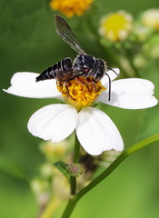 	Coelioxys rufipes	