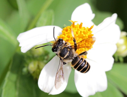 	Megachile vitraci	