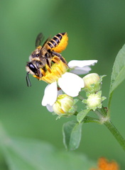 	Megachile vitraci	