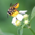 	Megachile vitraci	