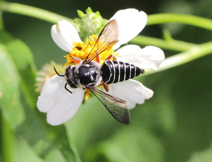 	Coelioxys rufipes	