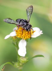 	Coelioxys rufipes	