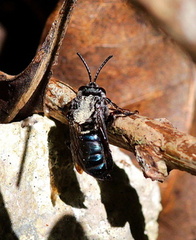 	Mesoplia azurea	