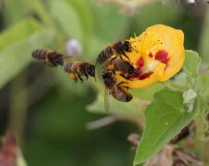 	Apis mellifera	