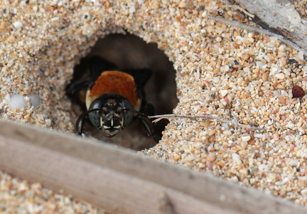 	Centris decolorata	