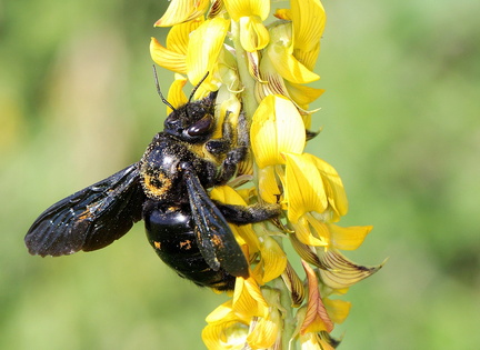 	Xylocopa fimbriata	