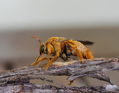 	Xylocopa mordax	