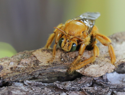 	Xylocopa mordax