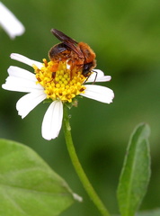 	Melipona variegatipes	