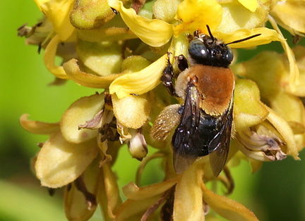 	Centris versicolor	