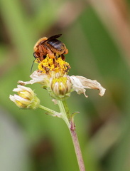 	Melipona variegatipes	