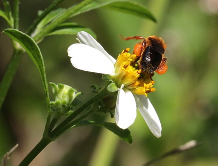 	Melipona variegatipes	