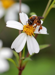 	Melipona variegatipes	