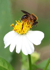 	Melipona variegatipes