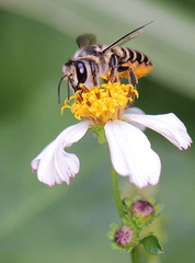 	Megachile vitraci	