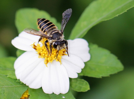 	Megachile vitraci	