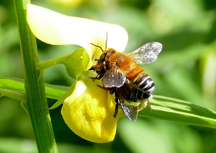 	Megachile lanata	