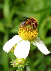 	Melipona variegatipes	