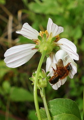 	Melipona variegatipes	