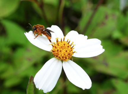 	Melipona variegatipes	