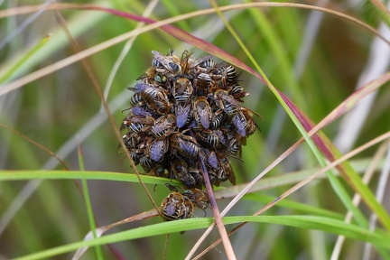 	Melissodes martinicensis