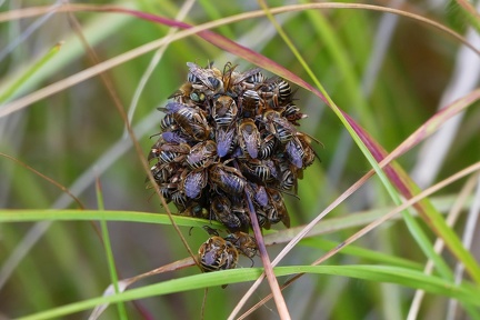 	Melissodes martinicensis