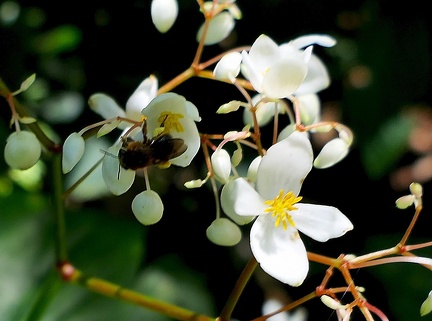 	Melipona variegatipes	