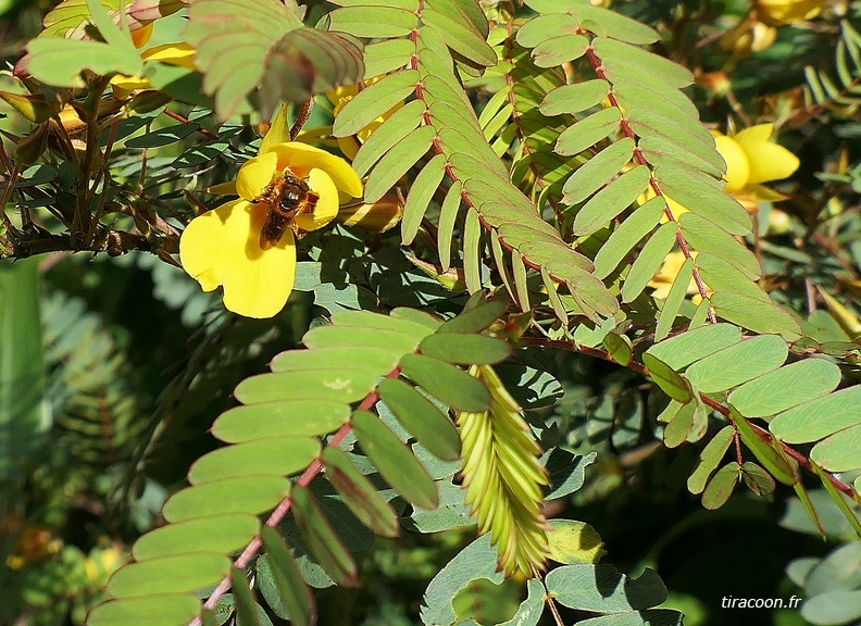 	Melipona variegatipes	