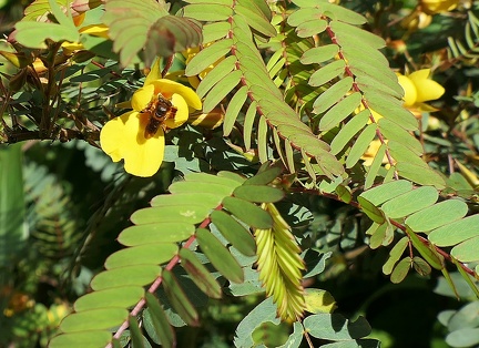 	Melipona variegatipes	