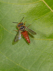 	Coelioxys abdominalis	