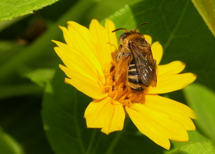 	Melissodes martinicensis