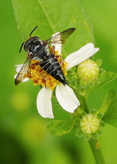 	Coelioxys rufipes	