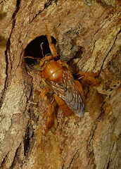 	Xylocopa mordax